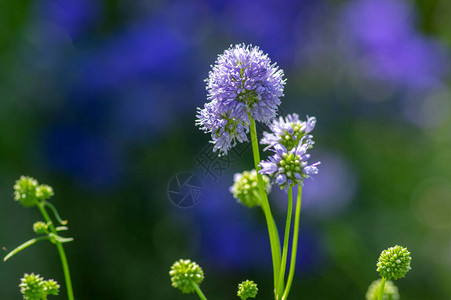 Giliacapitata蓝色美丽的开花植物图片