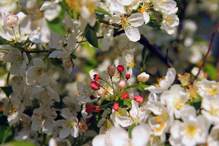 春天开花的彩色树木图片图片