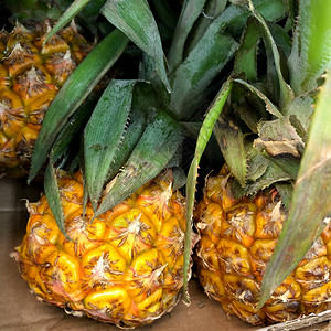 玉米摄影食品热带水果菠萝素质绿色果汁图片