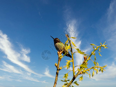 雄安娜的蜂鸟栖息在开着黄色花朵的树枝上图片