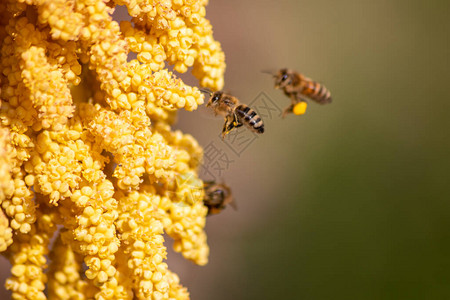 飞蜂采集花蜜和花粉进行授粉和撒粉图片