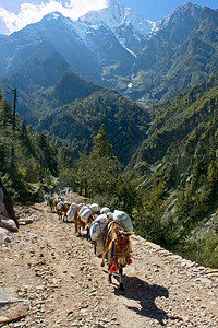 尼泊尔的驴大篷车图片