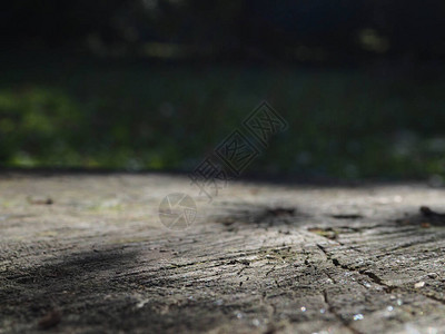 木质办公桌或绿林背景的树桩图片