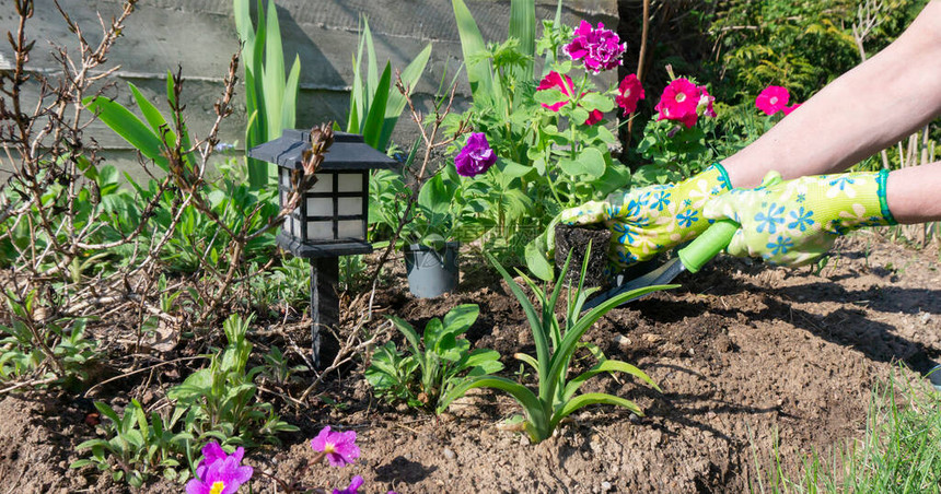 用于景观美化的太阳能庭院灯将粉红色级联矮牵牛花苗春季移植到土壤中园丁的手在图片
