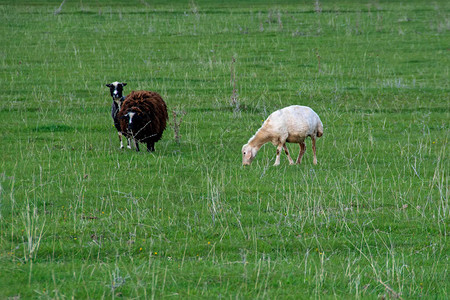 牧羊在草原上吃草在图片