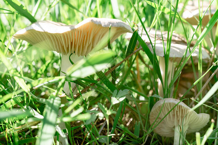 在草森林背景的美丽的蘑菇图片