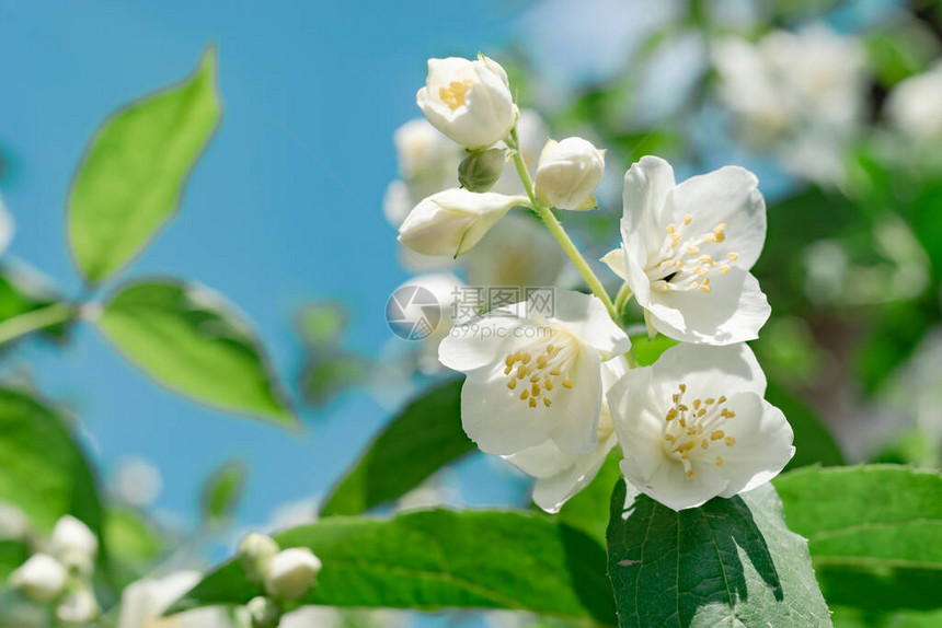 蓝色天空上的白色花朵植物的近距离详细描述美丽的图片