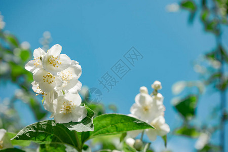 蓝色天空上的白色花朵植物的近距离详细描述美丽的图片