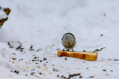 紧的奶头在雪中吃着面包在饲料图片