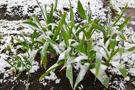 绿色花园植物覆盖着积雪天气变图片