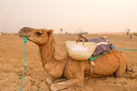 一只骆驼准备带领游客前往沙图片