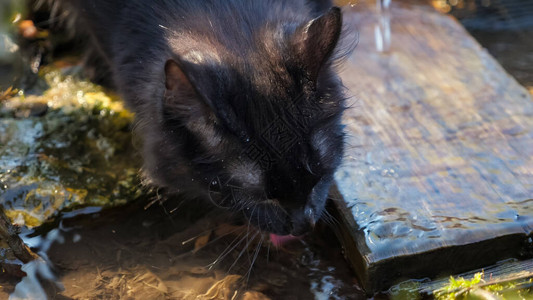 一只黑猫的特写镜头它正在从源头喝水图片