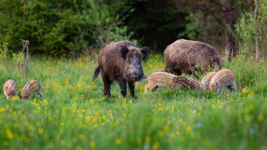 许多野猪野猪群在大自然中觅食图片