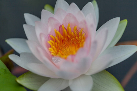 粉色莲花泰国图片