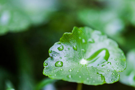 以水滴为背景的绿色荷叶上的雨图片