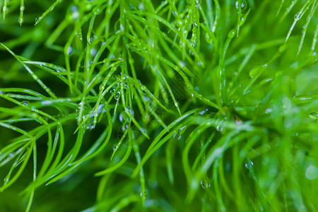 背景的小植物上的雨滴图片