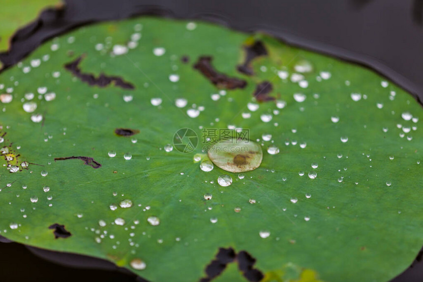 以水滴为背景的绿色荷叶图片