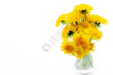 白色背景的花瓶里的黄色蒲公英花束鲜艳的黄色花朵房间装饰白色背景上的图片