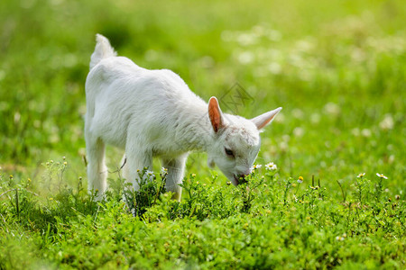 白小山羊站在绿草上在阳光明媚的图片