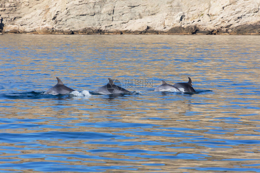 巴拉克瓦海岸附近黑海的豚美丽的海豚伴随着船海豚家族海豚的背图片