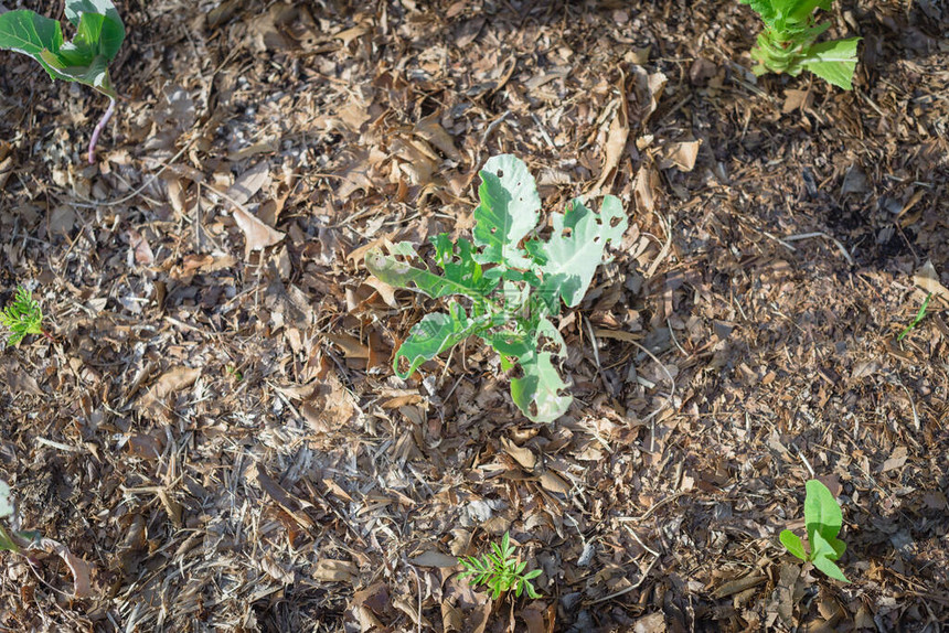 顶视图有叶子的年轻花椰菜植物几乎被毛虫昆攻击吃掉美国德克萨斯州达拉斯郊区厚堆肥床上生长的有机本图片