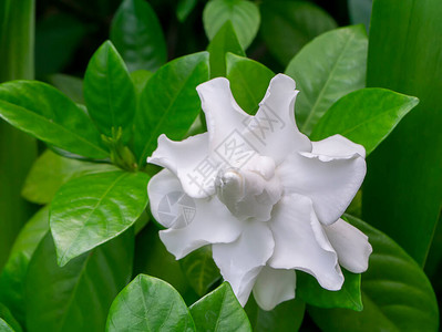 白花或茉莉花角GardeniaJasmin图片