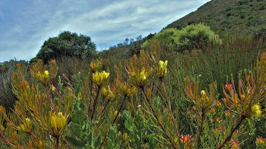 南非明亮的开花植物令人惊叹的灌木黄色花序在绿色山坡上绽放图片