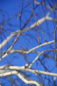 蓝天上的白树枝图片