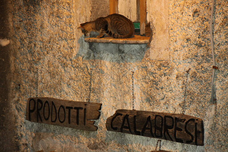 意大利小镇旅行中的猫图片