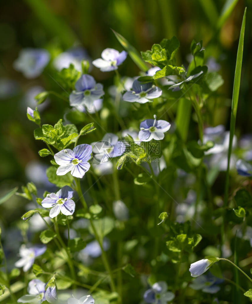 Veronicafiliformis花花园里开着蓝色的小花春天主题的自然背景具有选择图片