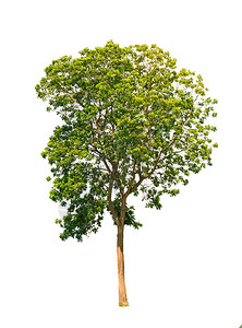 Azadirachtaindica树在白色背景和剪切图片