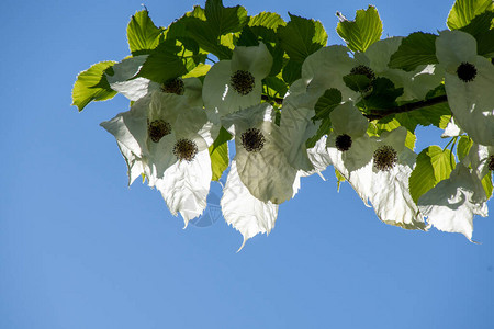 照片中有些手帕树在蓝天上开花不列颠哥伦背景图片
