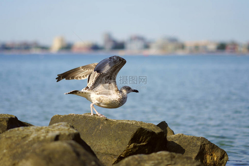 海鸥起飞了翼斯潘保加利亚黑海图片