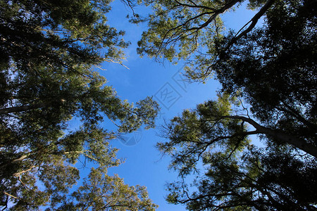自由日的概念森林的一天森林顶端的绿树图片