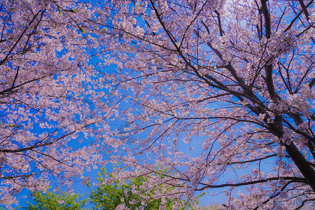 葛西海滨公园盛开的樱花图片