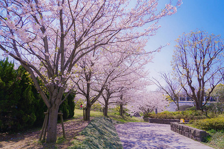 葛西海滨公园盛开的樱花背景