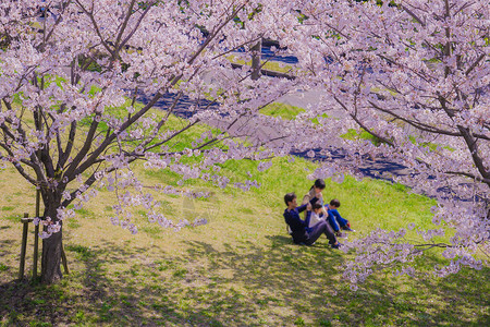 葛西海滨公园盛开的樱花图片