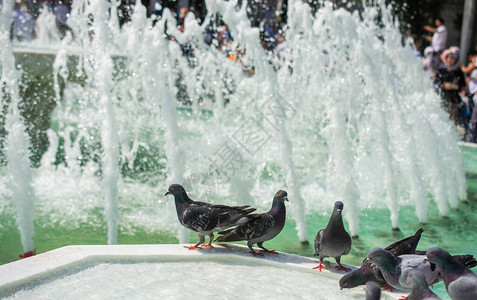 炎热的一天口渴的鸽子在喷泉喝水图片