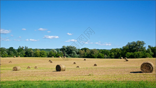 农场田地的Haybale加图片