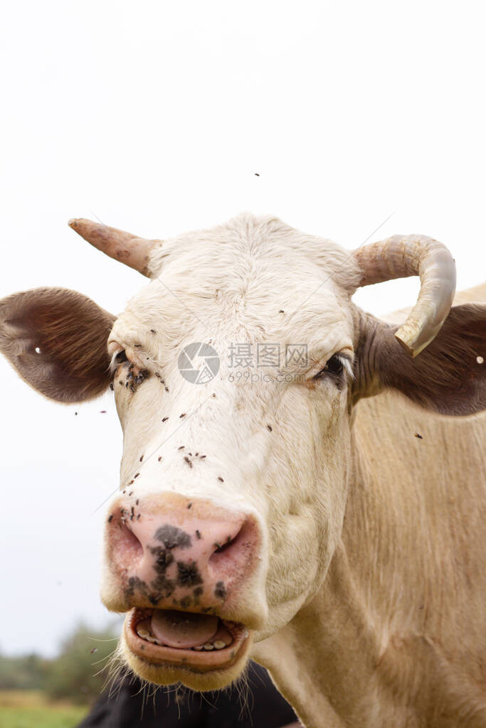 农村牛在绿草地上放牧农村生活动图片