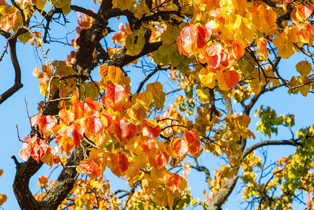 与蓝天的红色和黄色秋天叶子图片
