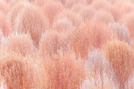 干燥的粉红色秋天地肤田图片