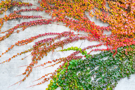 在墙壁背景的五颜六色的秋叶图片