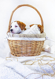 两只可爱的小狗杰克罗塞尔坐在一个东边的篮子里用白色背景的弓刺图片