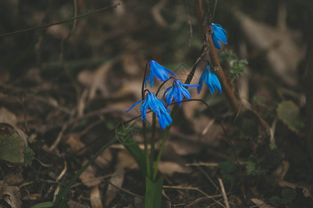 生长在森林空地的春天蓝色报春花图片