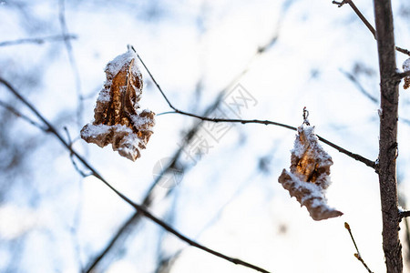 在春晚最后一次降雪后森林里紧图片