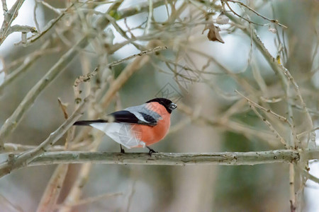 寒冷的冬天红腹灰雀坐在树枝上图片