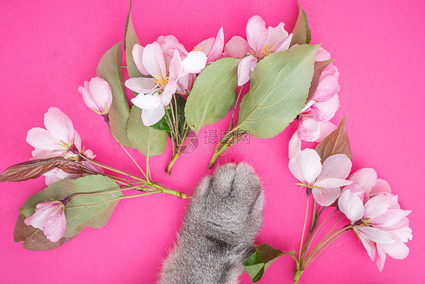 灰色猫爪和白色粉红色的苹果树花明亮的粉红色背景夏季开花假期的概念横幅明信片的图图片