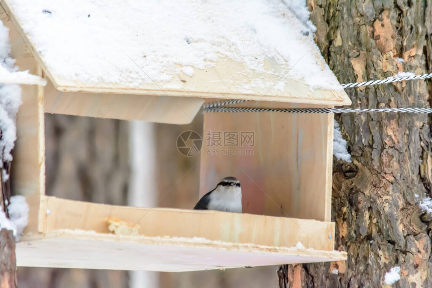 Nuthatch在寒冷的冬天从种图片