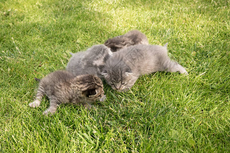 四只毛茸的小猫生命的第一天绿草背景上的猫两只猫是灰色的图片